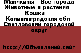 Манчкины - Все города Животные и растения » Кошки   . Калининградская обл.,Светловский городской округ 